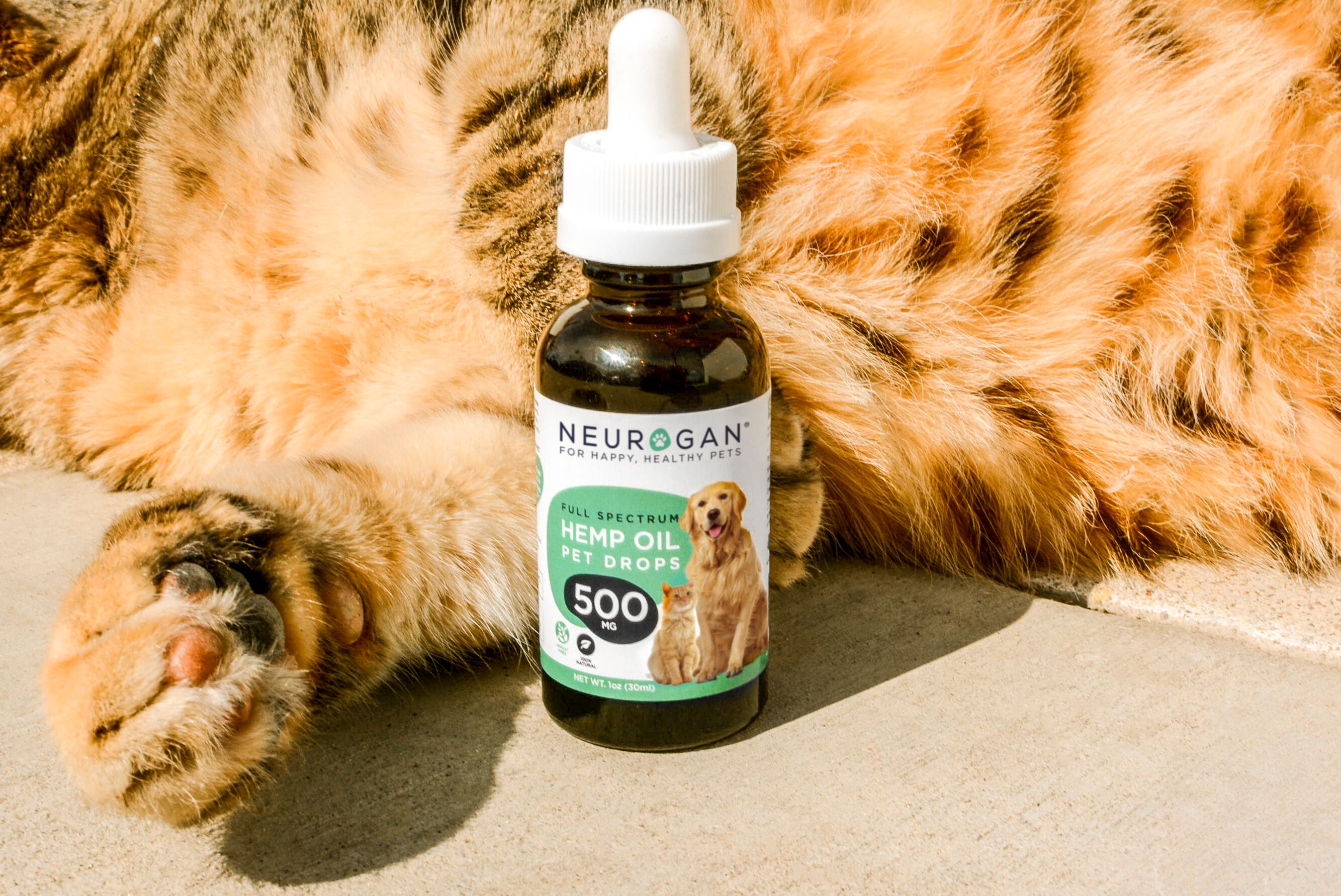 How to Give CBD Oil to Cats Benefits & Dosage